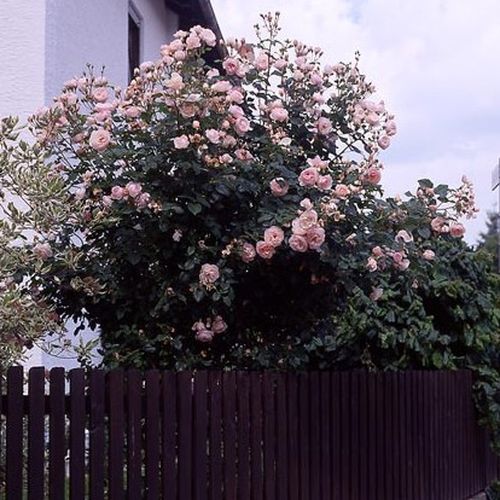 Helles  rosa - englische rosen
